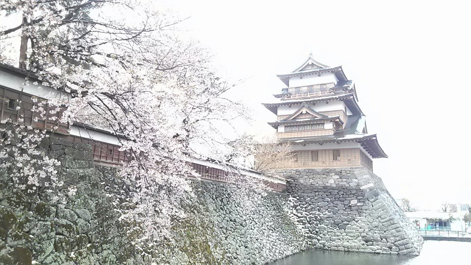 桜と雪と松本城 松本市